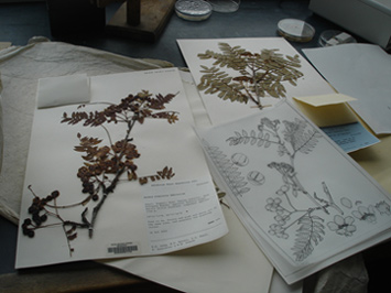 Pen/Ink Drawings at the Herbarium
